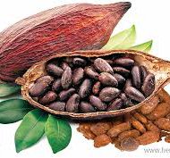 cacao.jpeg